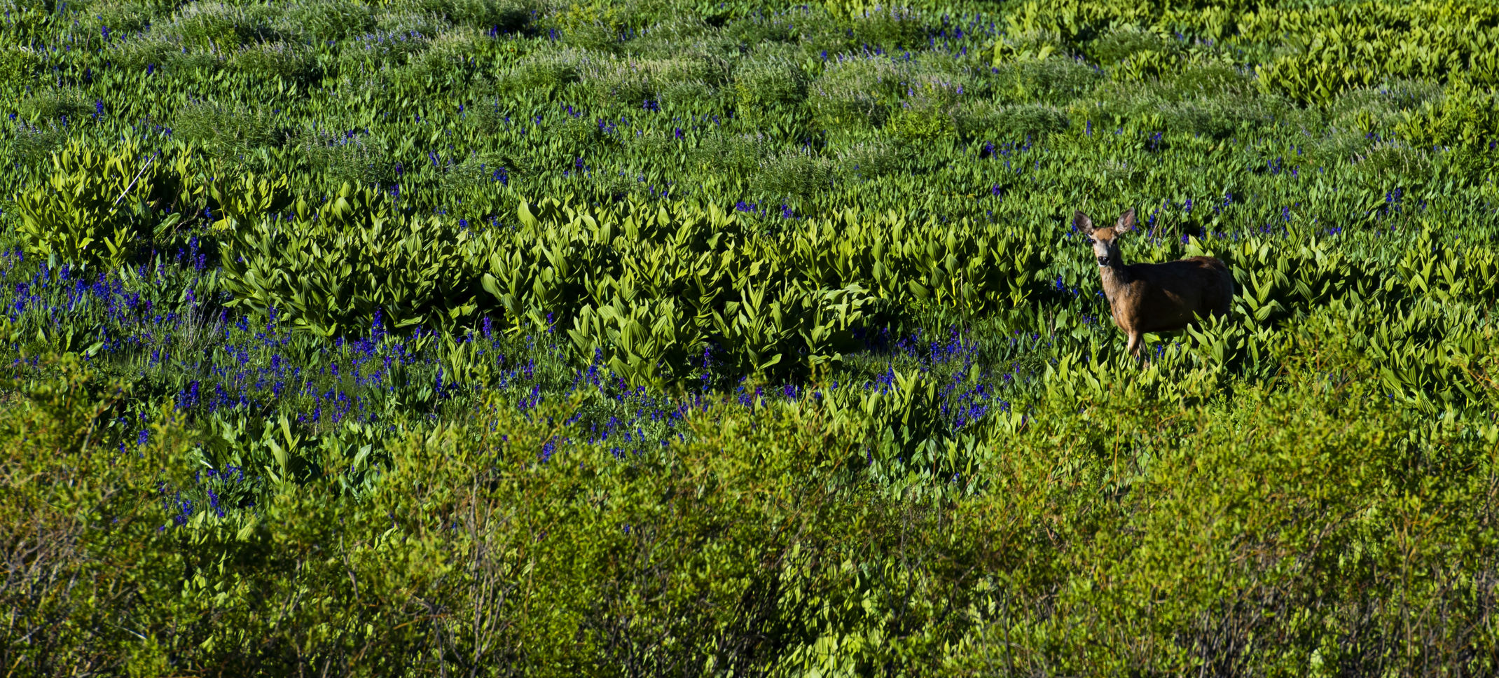 06_27_19 wildflowers0741.jpg